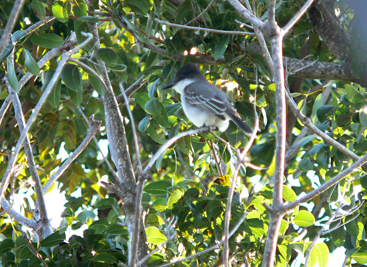 Loggerhead Kingbird