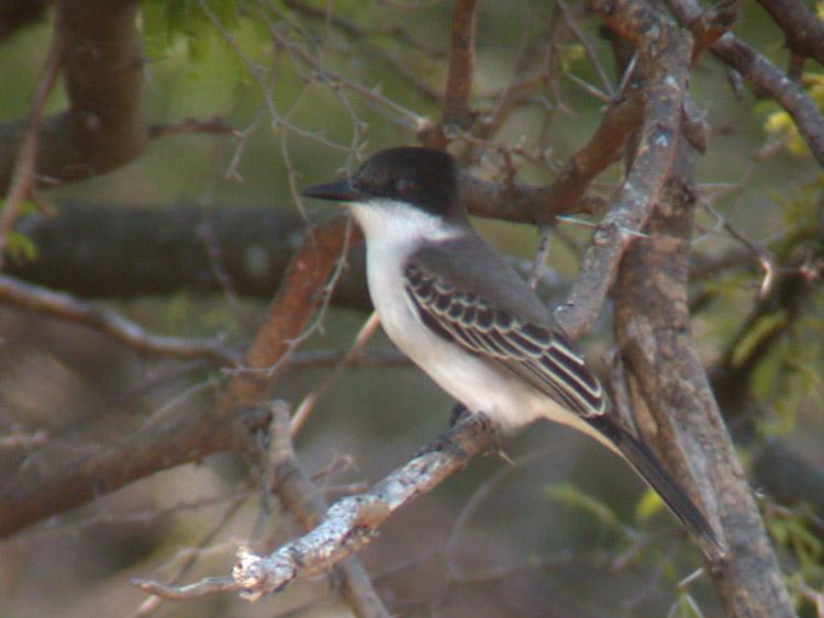 Loggerhead Kingbird