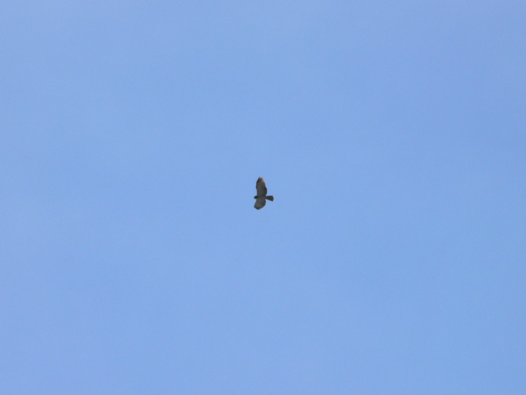 Short-tailed Hawk