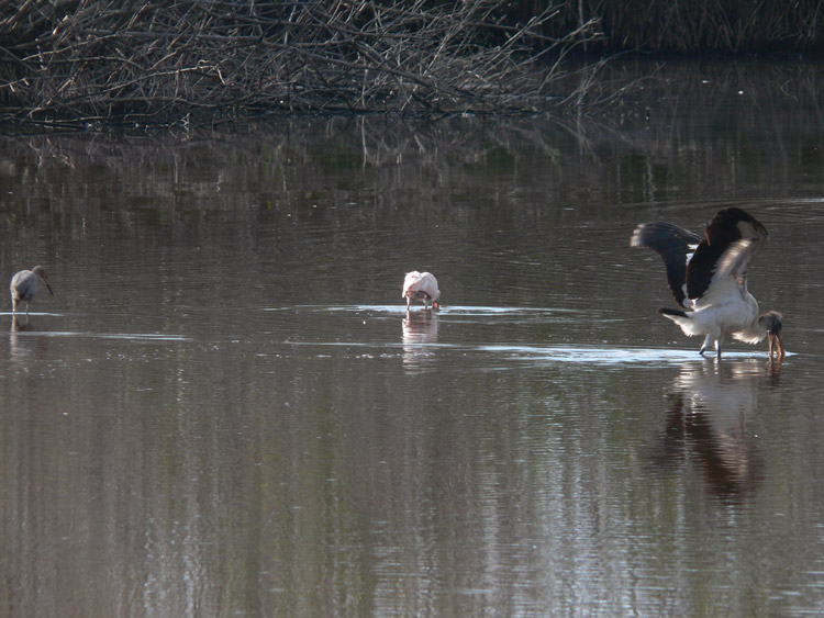 Wood Stork, Roseate Spoonbill & Reddish Egret