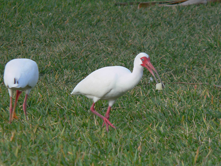 White Ibis