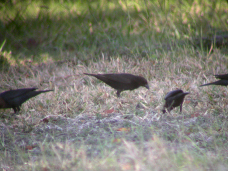 Bronzed Cowbird