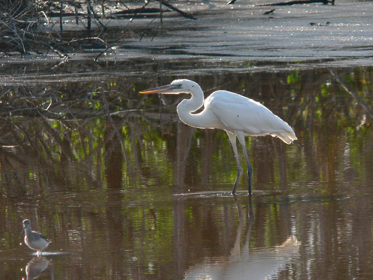 Great White Heron