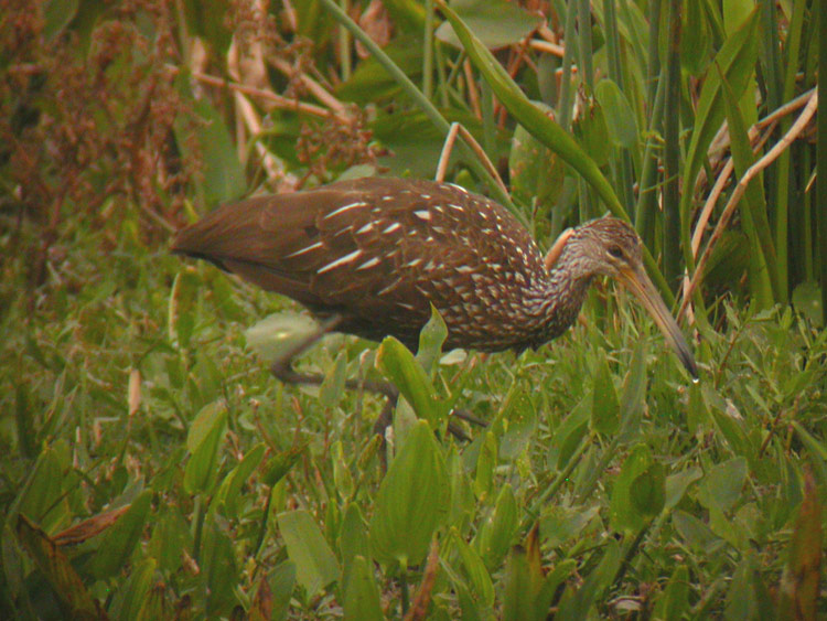 Limpkin