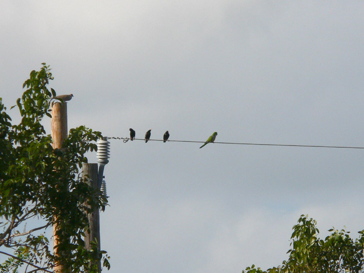 Monk Parakeet