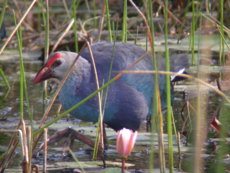 Purple Swamphen