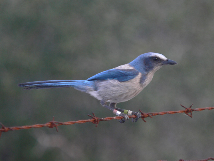 Florida Scrub-Jay