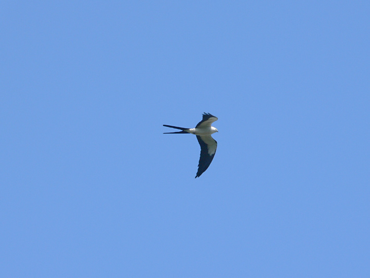 Swallow-tailed Kite