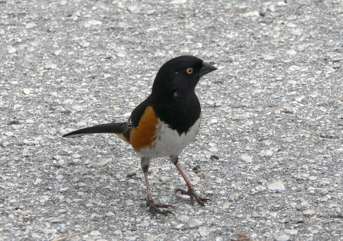 Eastern Towhee