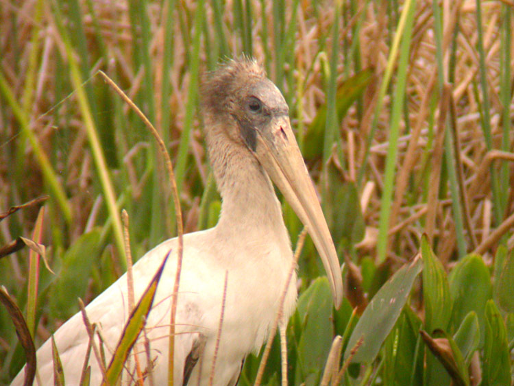 Wood Stork