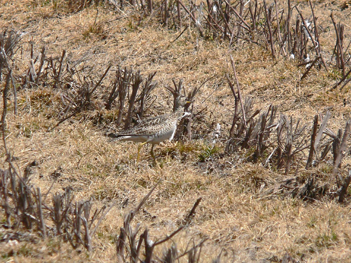 Upland Sandpiper