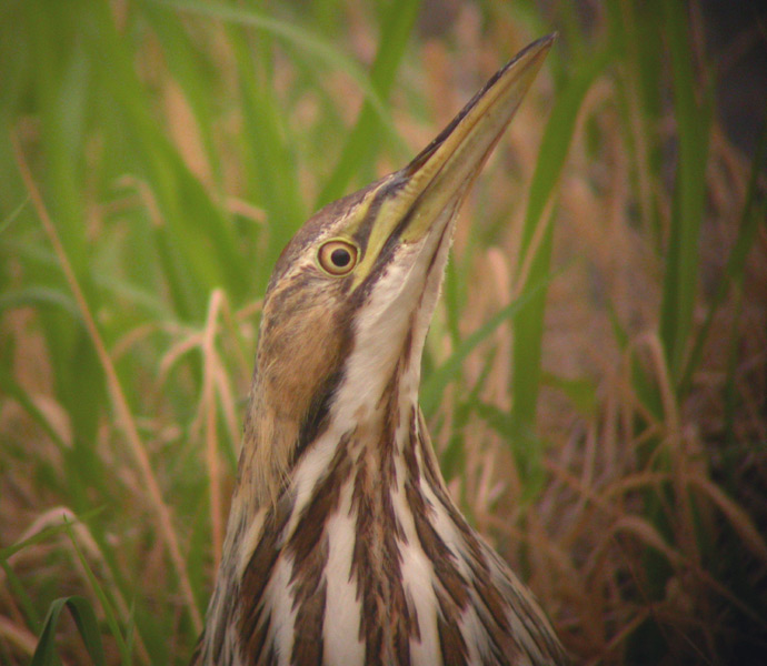 American Bittern