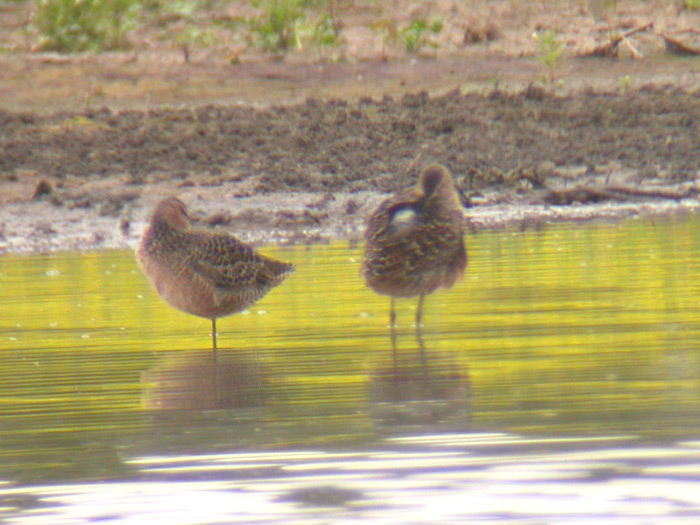 Long-billed Dowitchers