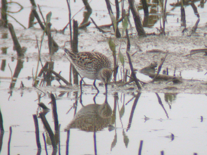 White-rumped Sandpiper