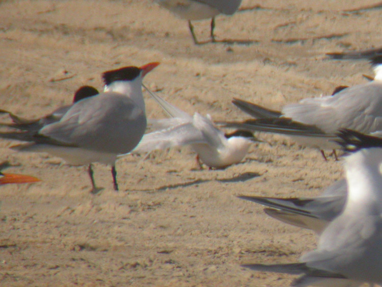 Roseate Tern (wing)