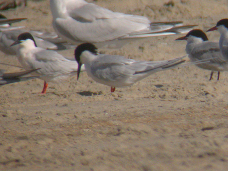 Roseate Terns & etc.