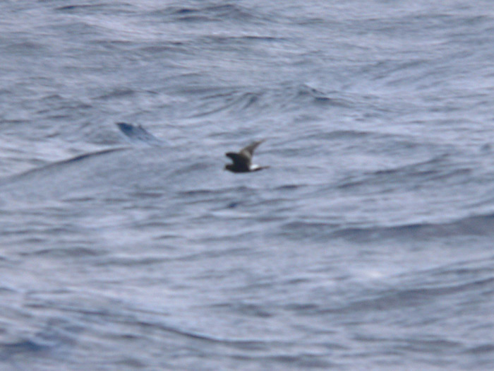 Band-rumped Storm-Petrel