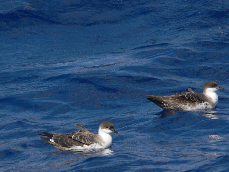 Greater Shearwaters