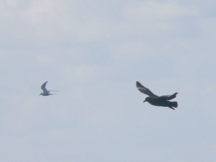 Arctic Tern & South Polar Skua