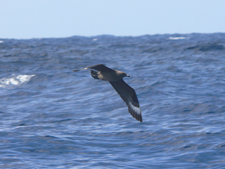 South Polar Skua