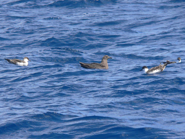 South Polar Skua & Greater Shearwaters