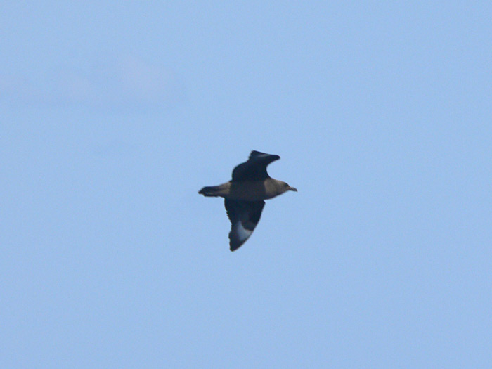 South Polar Skua