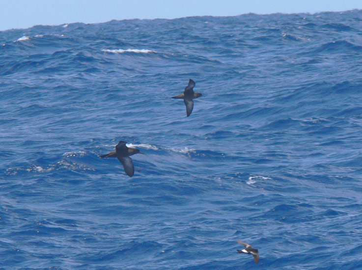 Sooty Shearwaters & Wilsons Storm-Petrel