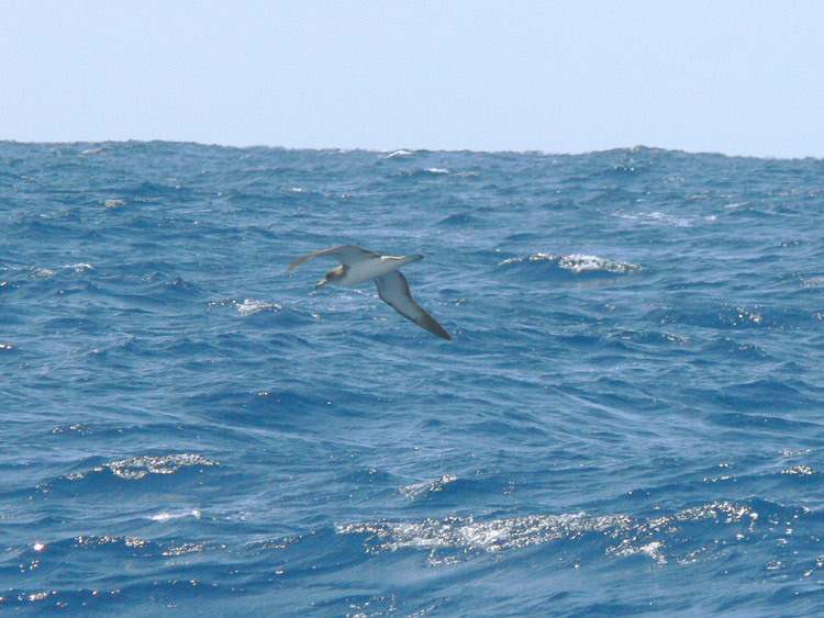 Corys Shearwater