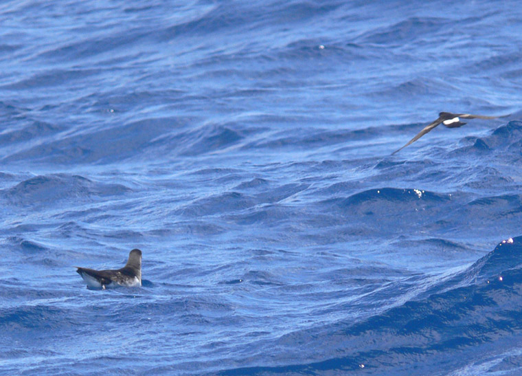 Manx Shearwater & Wilsons Storm-Petrel
