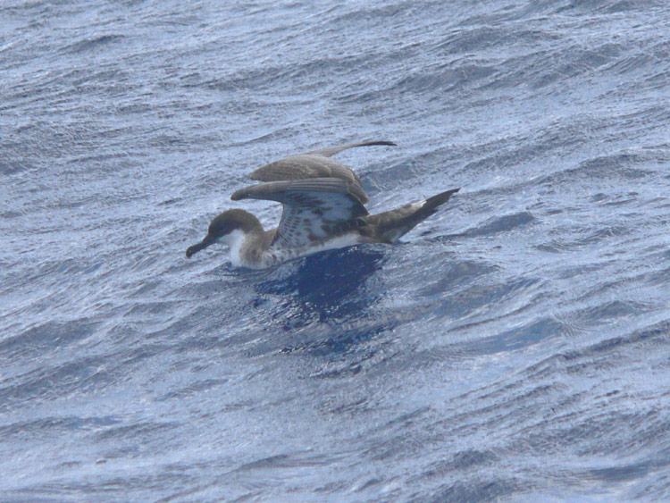 Greater Shearwater