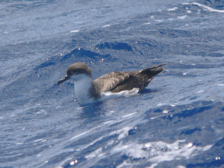 Greater Shearwater