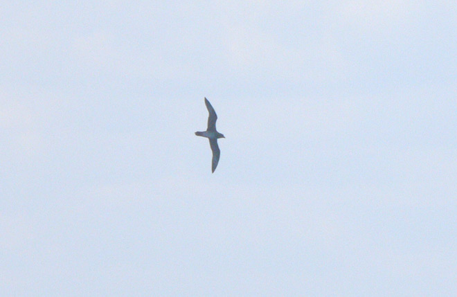 Trindade (Herald) Petrel
