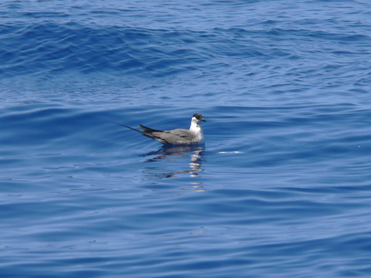 Long-tailed Jaeger
