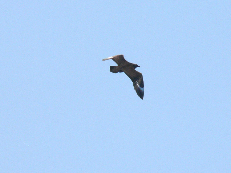 South Polar Skua