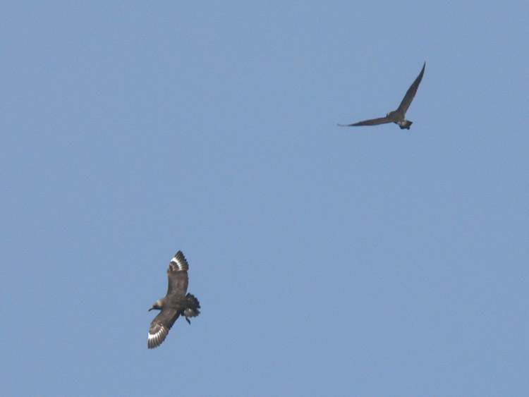 South Polar Skua & Pomarine Jaeger