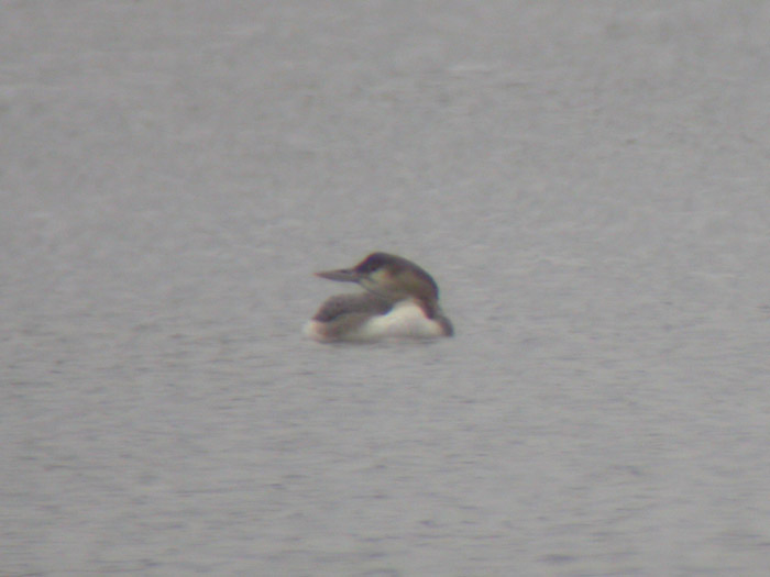 Yellow-billed Loon