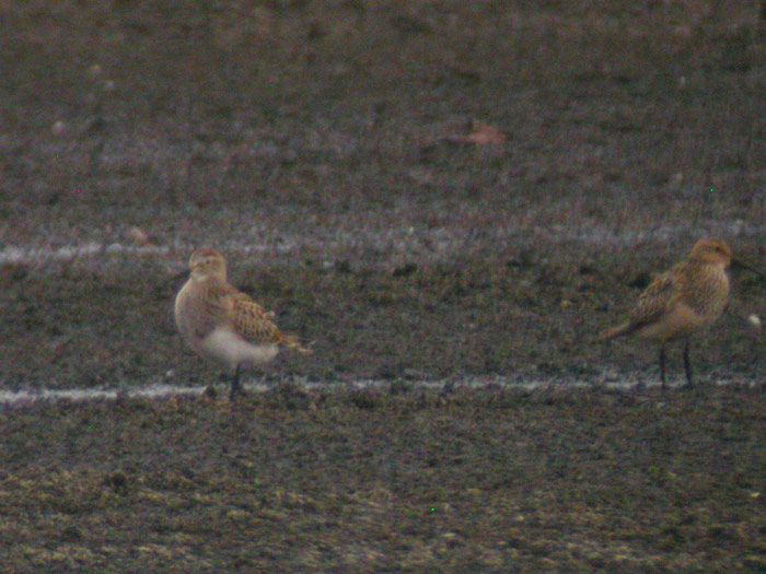 Pectoral Sandpipers (atypical)