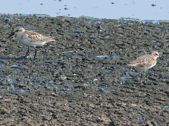 Western & Least Sandpipers