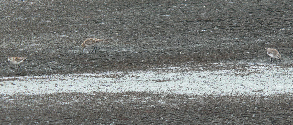 Western, Bairds, & Semipalmated Sandpipers