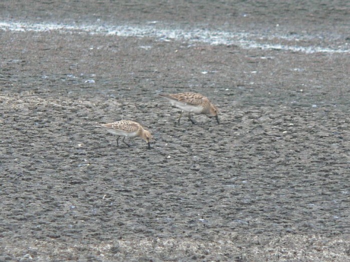 Bairds & Pectoral Sandpipers