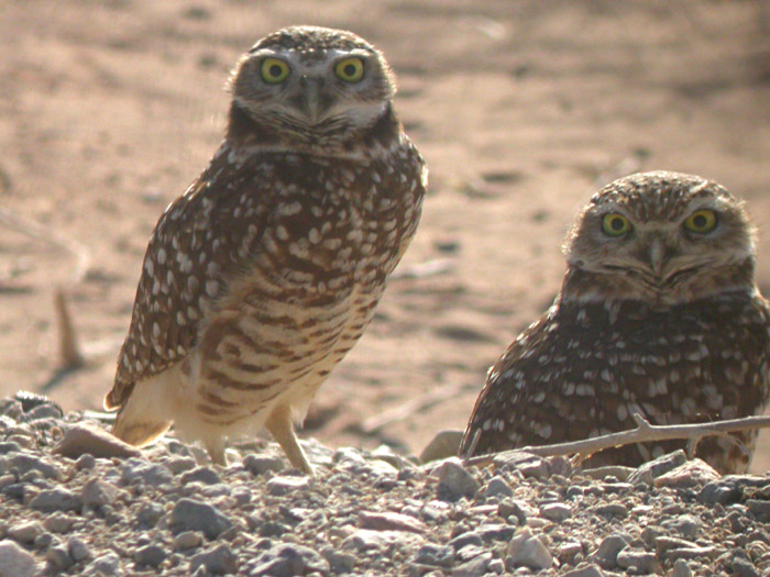 Burrowing Owls