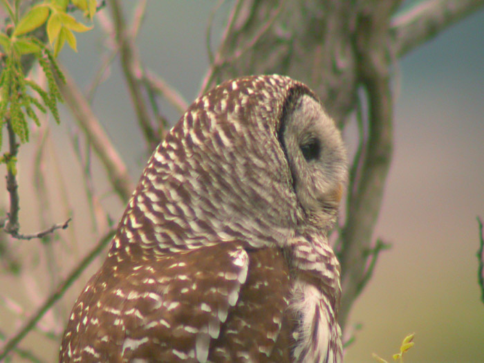 Barred Owl