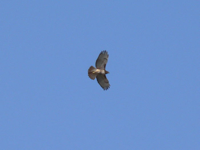 Red-tailed Hawk