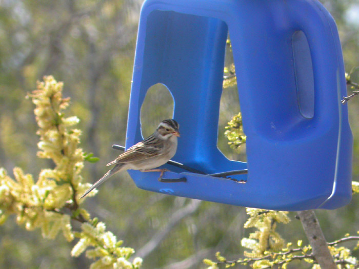 Clay-colored Sparrow
