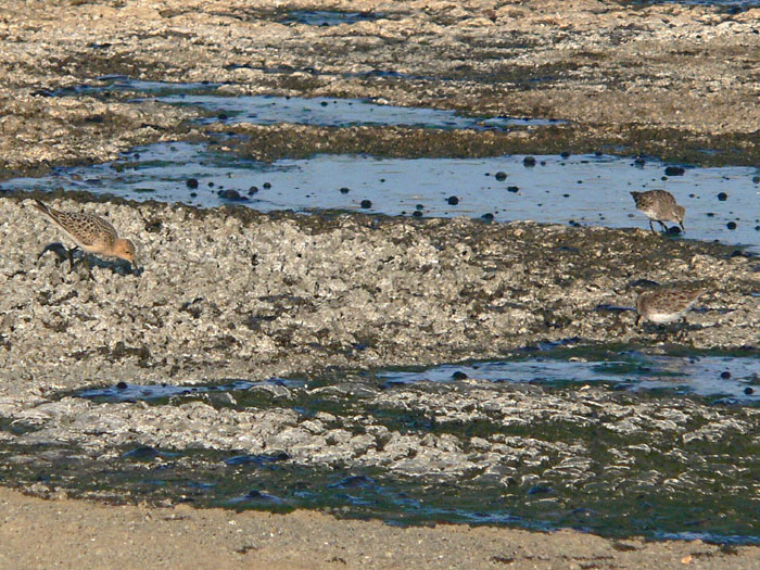 Buff-breasted & Least Sandpipers