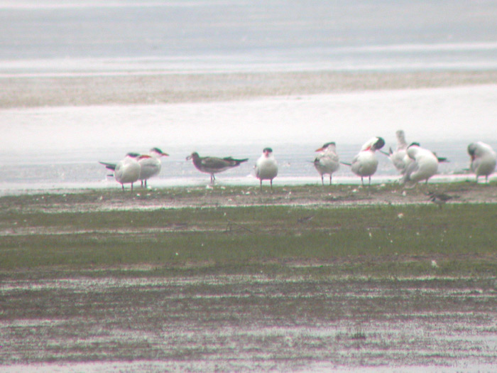 Laughing Gull