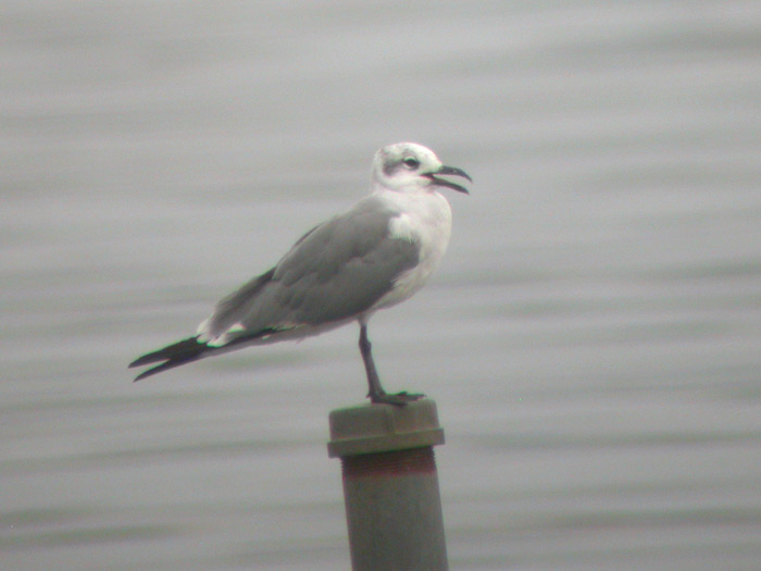 Laughing Gull