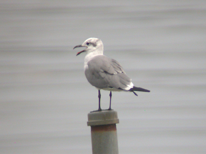Laughing Gull