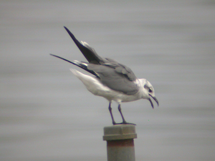 Laughing Gull