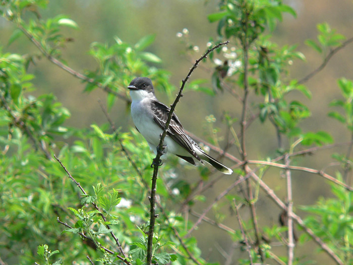 Eastern Kingbird